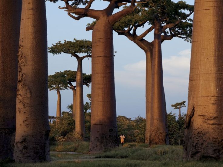 baobab-trees-madagascar_27484_990x742